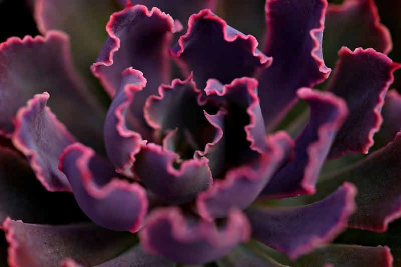 Succulent Centerpiece
